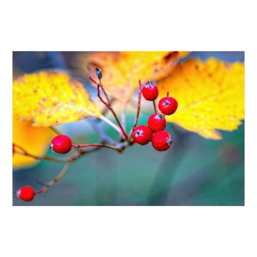 Stijlvolle doornbessen in het najaar foto afdruk (Voorkant)