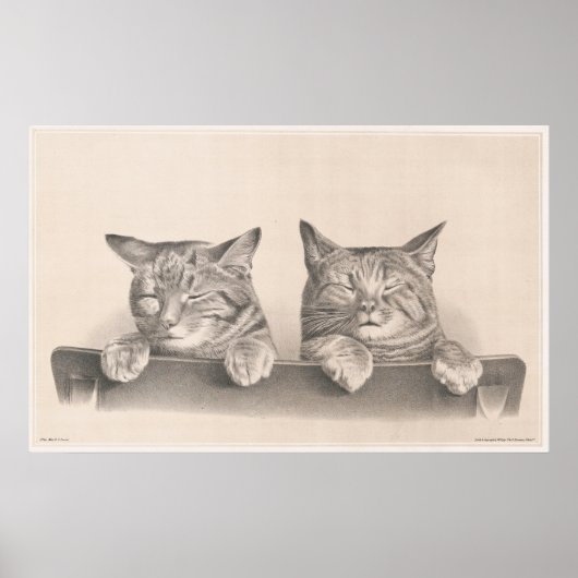  stijlvolle katten Tekenkunst afdrukken Poster (Voorkant)