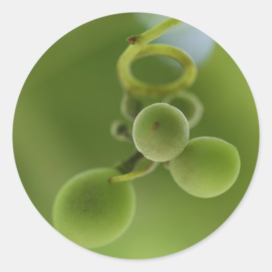 Stijlvolle Rijke Groene Druiven Wijnstok Sticker (Voorkant)