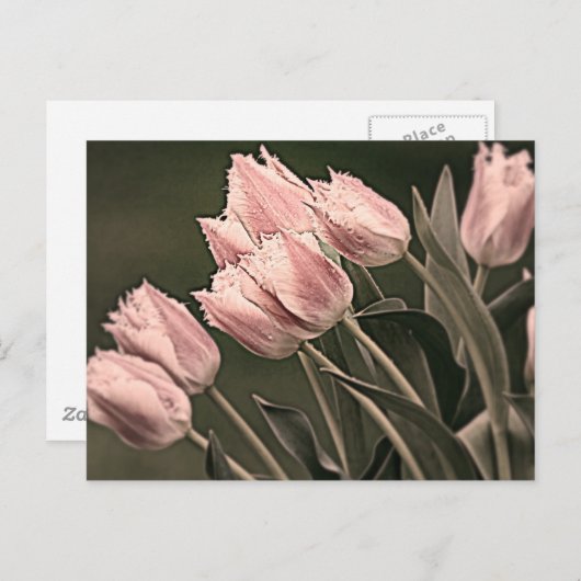 Stijlvolle Tulpen Briefkaart (Voorkant / Achterkant)