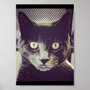 Stil Kat Poster