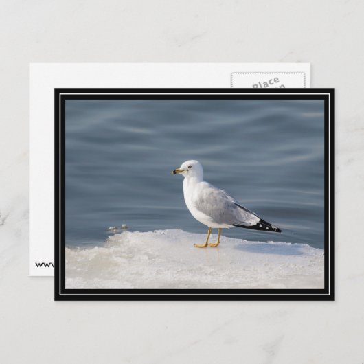 Stil op ijs briefkaart (Voorkant / Achterkant)