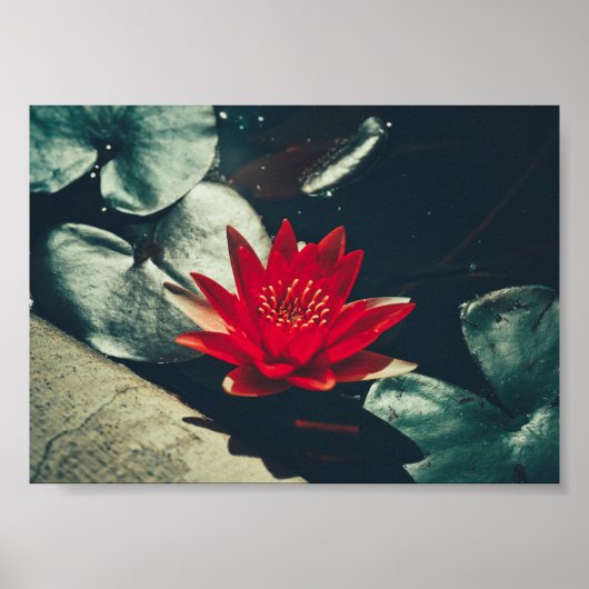 Stileer Planten Poster rood groen water Lily Flowe (Voorkant)