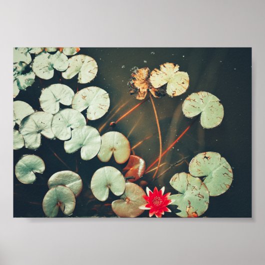 Stileer Planten Poster rood groen water Lily Flowe (Voorkant)