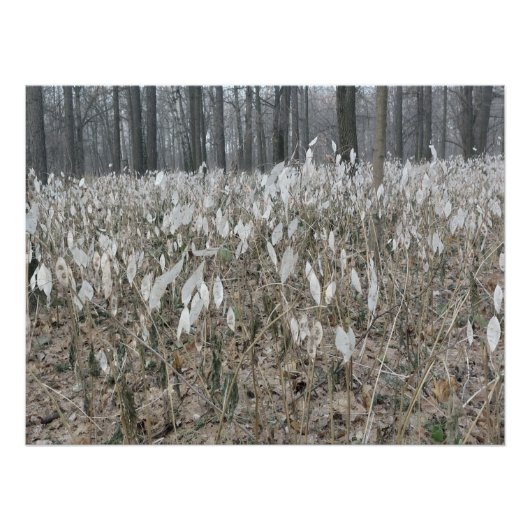 Stille Bosstilte Perfect Poster (Voorkant)