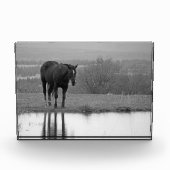 Stille reflecties ~ Paard fotoblok (Voorkant)