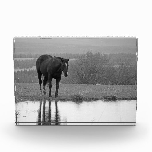 Stille reflecties ~ Paard fotoblok (Voorkant)