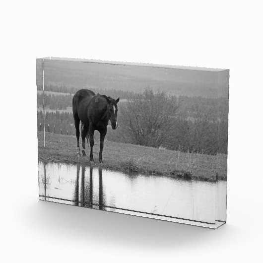 Stille reflecties ~ Paard fotoblok (Rechts)