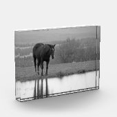 Stille reflecties ~ Paard fotoblok (Links)