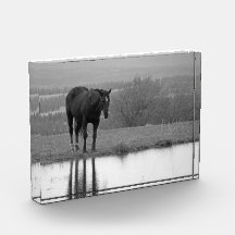 Stille reflecties ~ Paard fotoblok