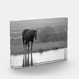 Stille reflecties ~ Paard fotoblok