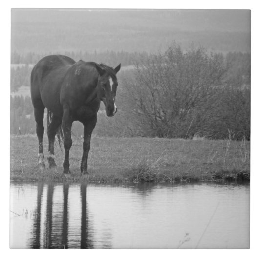 Stille reflecties ~ Paardenfoto Tegel Tegeltje (Voorkant)