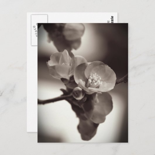 Stille schoonheid briefkaart (Voorkant / Achterkant)