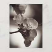 Stille schoonheid briefkaart (Voorkant)