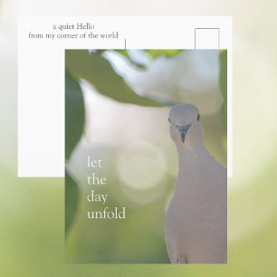 Stille Vogel Moment – Laat de Dag Ontwikkelen Duif Briefkaart