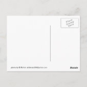 Stillwater Lift Bridge en Lawn Briefkaart (Achterkant)