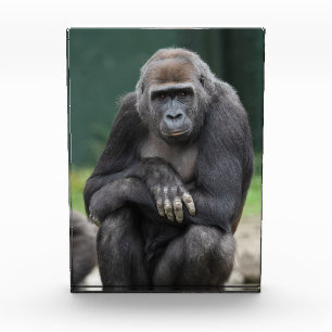 Stilte en Kracht Gorilla Jongere Fotoblokken