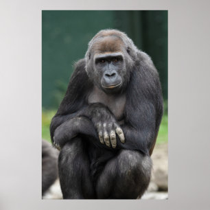 Stilte en Kracht Jong Gorilla Poster