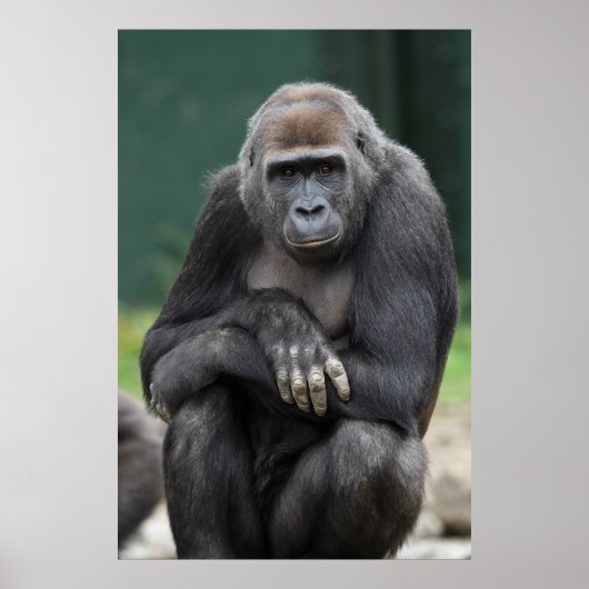 Stilte en Kracht Jong Gorilla Poster (Voorkant)