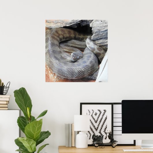 Stimson's Python Poster (Thuiskantoor)