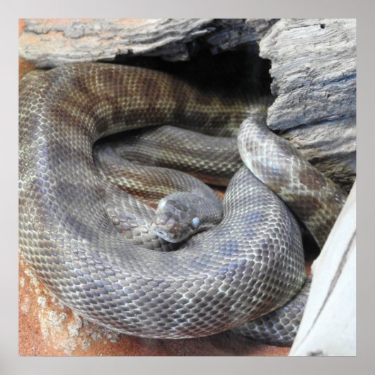 Stimson's Python Poster (Voorkant)