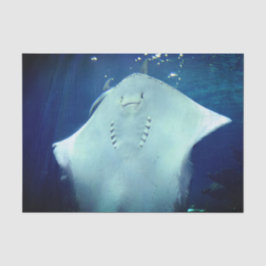 Sting-Ray Gift-papier voor restanten spelen Tissuepapier