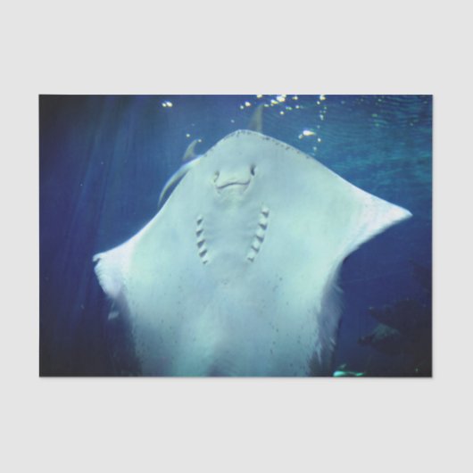 Sting-Ray Gift-papier voor restanten spelen Tissuepapier (Voorkant)