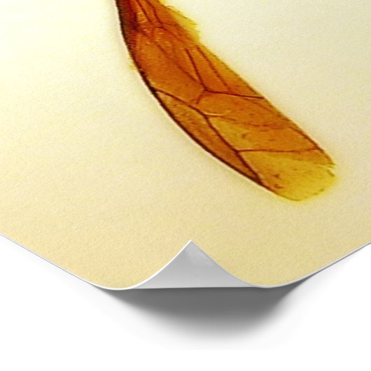 Stinger 12 poster (Hoek)