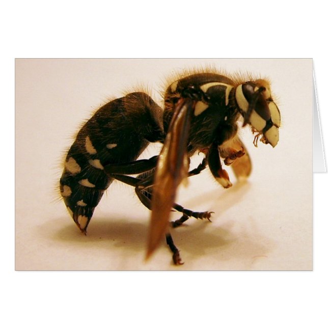 Stinger 16 (Voorkant Horizontaal)