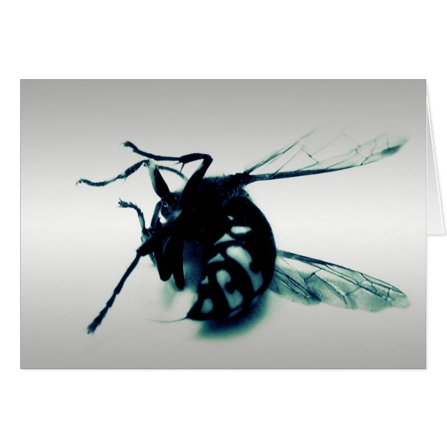 Stinger 8 (Voorkant Horizontaal)