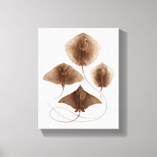 Stingray #2 gewikkeld canvas kunst aan de muur (Voorkant)
