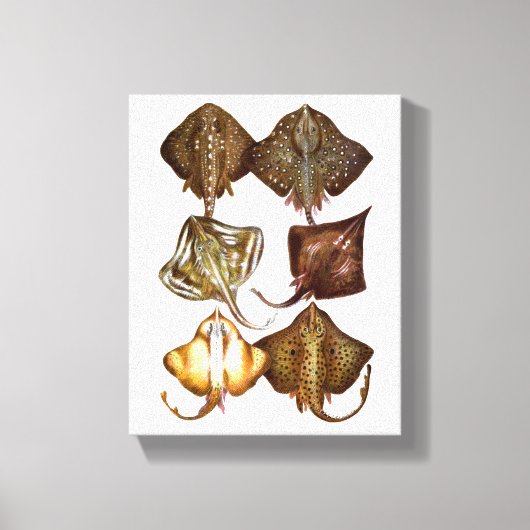 Stingray #3 gewikkeld Canvas Art Afdruk (Voorkant)