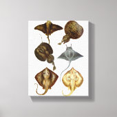 Stingray #4 Verpakt Canvas Muur Decor (Voorkant)