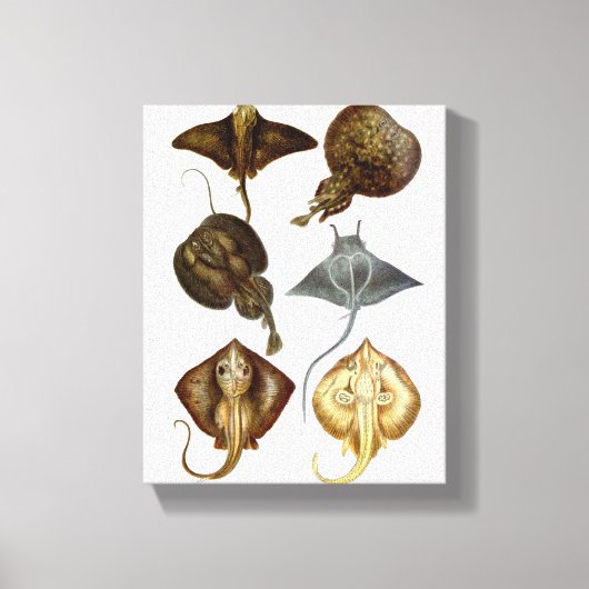 Stingray #4 Verpakt Canvas Muur Decor Afdruk (Voorkant)