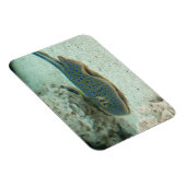 Stingray Blue Magneet (Rechterzijde)