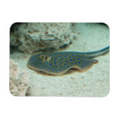 Stingray Blue Magneet (Horizontaal)