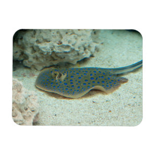 Stingray Blue Magneet