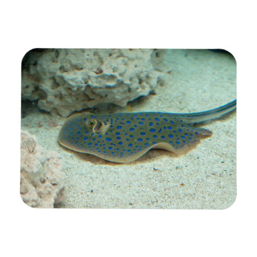 Stingray Blue Magneet (Horizontaal)