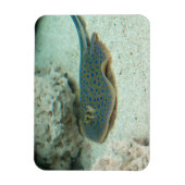 Stingray Blue Magneet (Verticaal)
