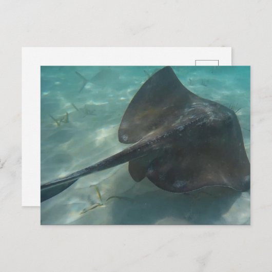 STINGRAY BRIEFKAART (Voorkant / Achterkant)