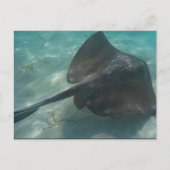 STINGRAY BRIEFKAART (Voorkant)