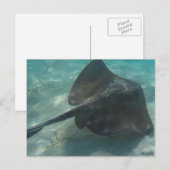 STINGRAY BRIEFKAART (Voorkant / Achterkant)