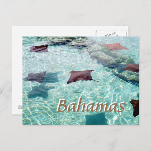 Stingray Briefkaart (Voorkant / Achterkant)