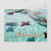 Stingray Briefkaart (Voorkant)