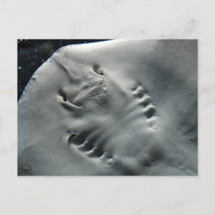 Stingray Briefkaart