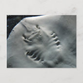 Stingray Briefkaart (Voorkant)