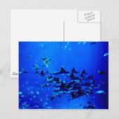 Stingray briefkaart (Voorkant / Achterkant)