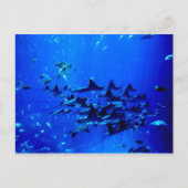 Stingray briefkaart (Voorkant)