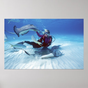 Stingray City, Grand Cayman, Kaaimaneilanden, Poster