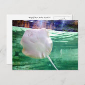 Stingray "Face", Dubai Briefkaart (Voorkant / Achterkant)